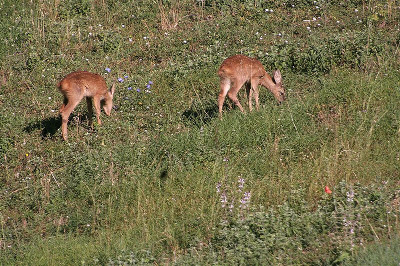 Piccoli caprioli,daini e cinghiali.